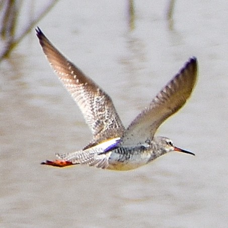 Spotted Redshank - Robin Cupp