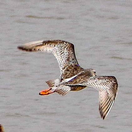 Spotted Redshank - Robin Cupp