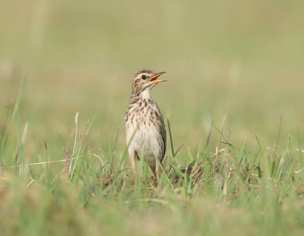 Australian Pipit - ML614556458