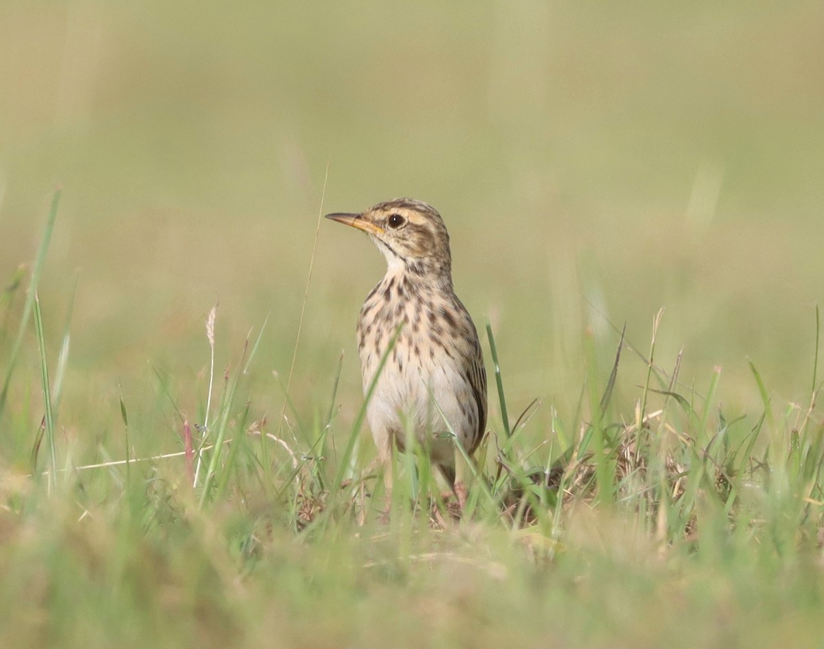 Australian Pipit - ML614556460