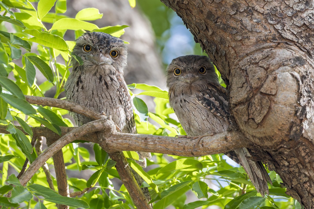 Tawny Frogmouth - ML614556488