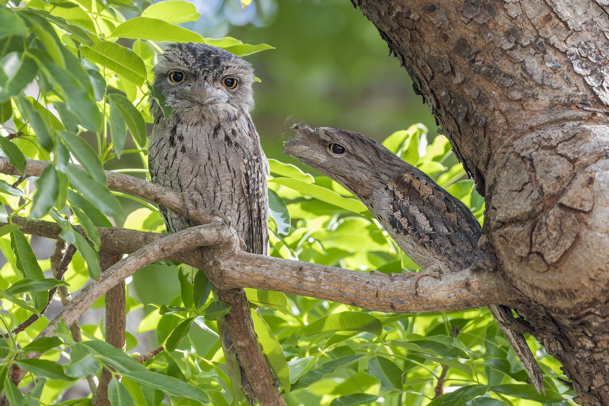 Tawny Frogmouth - ML614556490