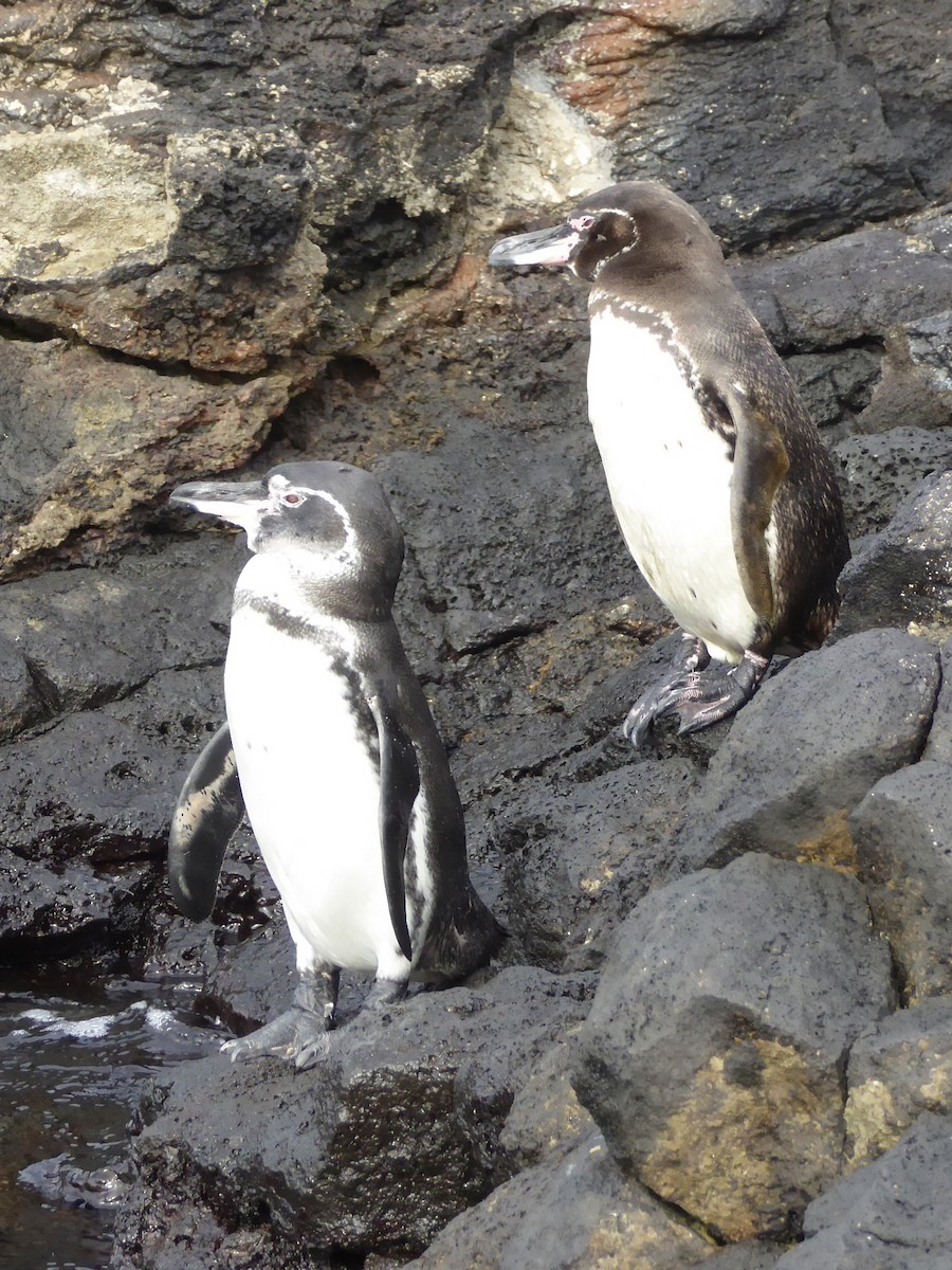 Pingüino de Galápagos - ML614556529