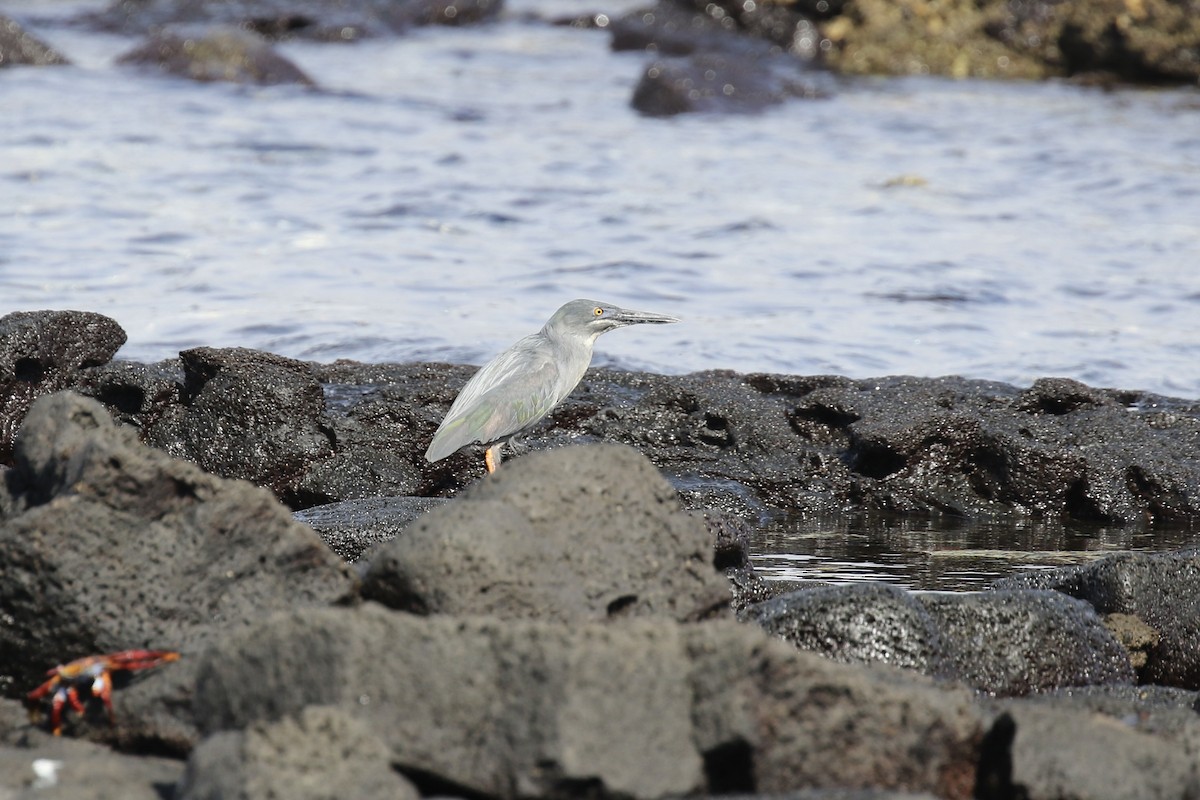 Striated Heron (Galapagos) - ML614556631