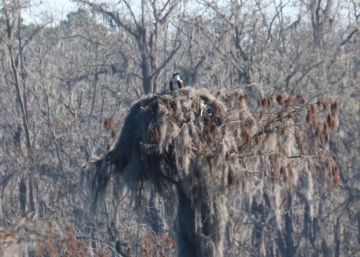 Osprey - ML614556760