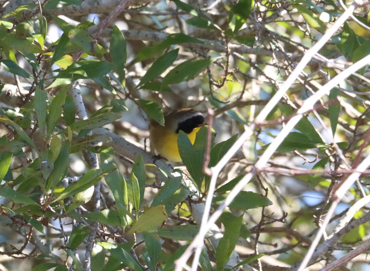 Common Yellowthroat - ML614556784