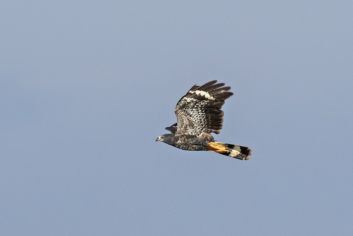 Crane Hawk - ML614556787