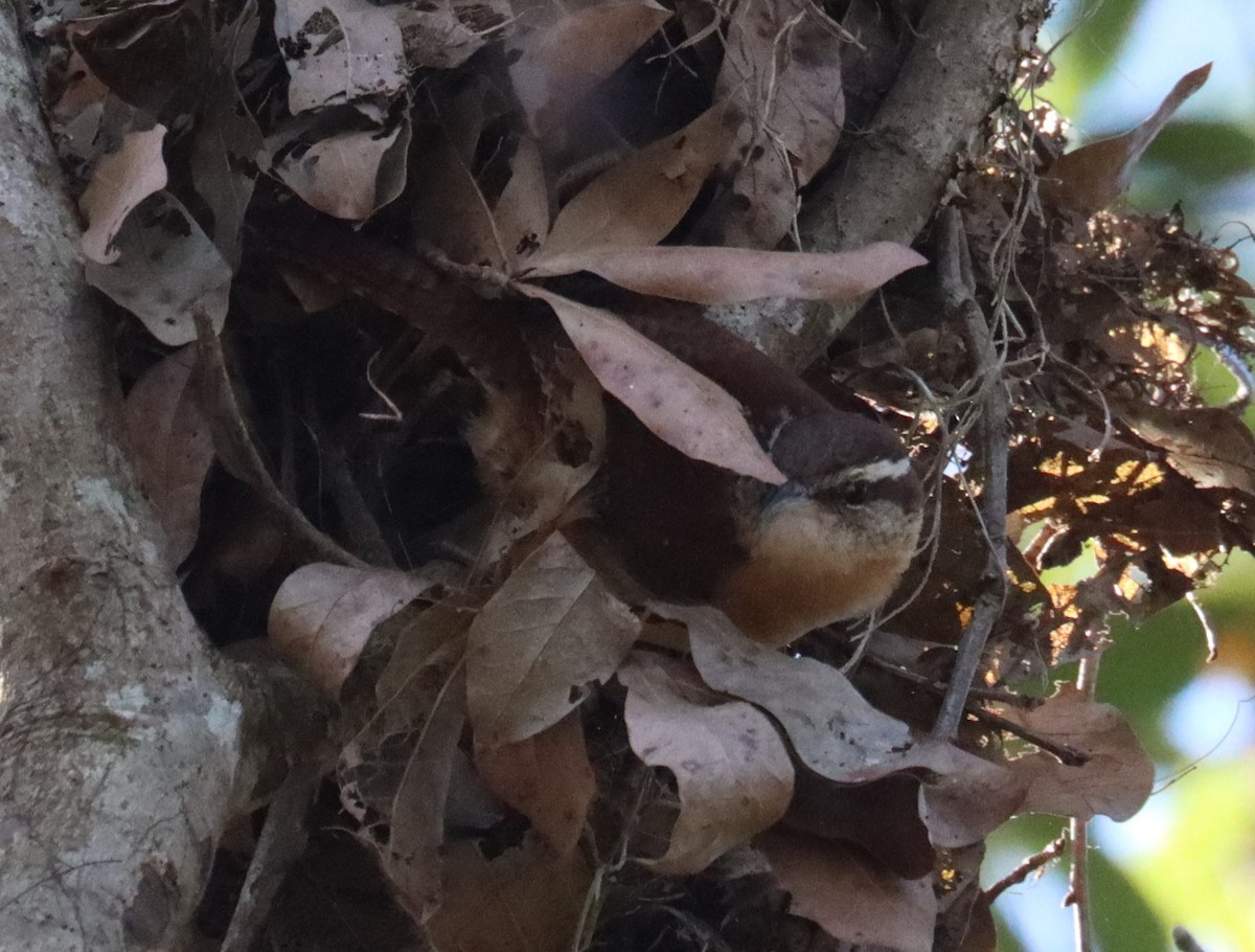 Carolina Wren - ML614556811