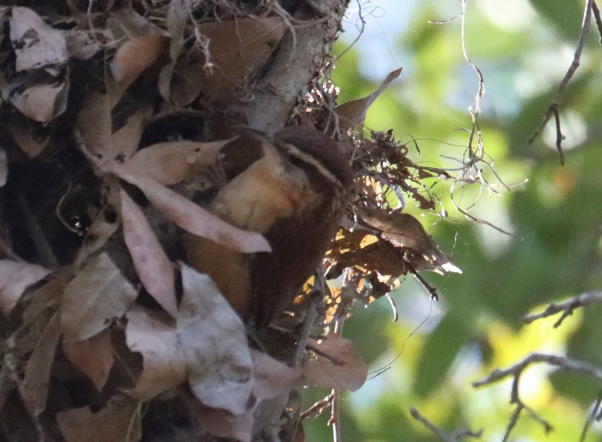 Carolina Wren - ML614556813