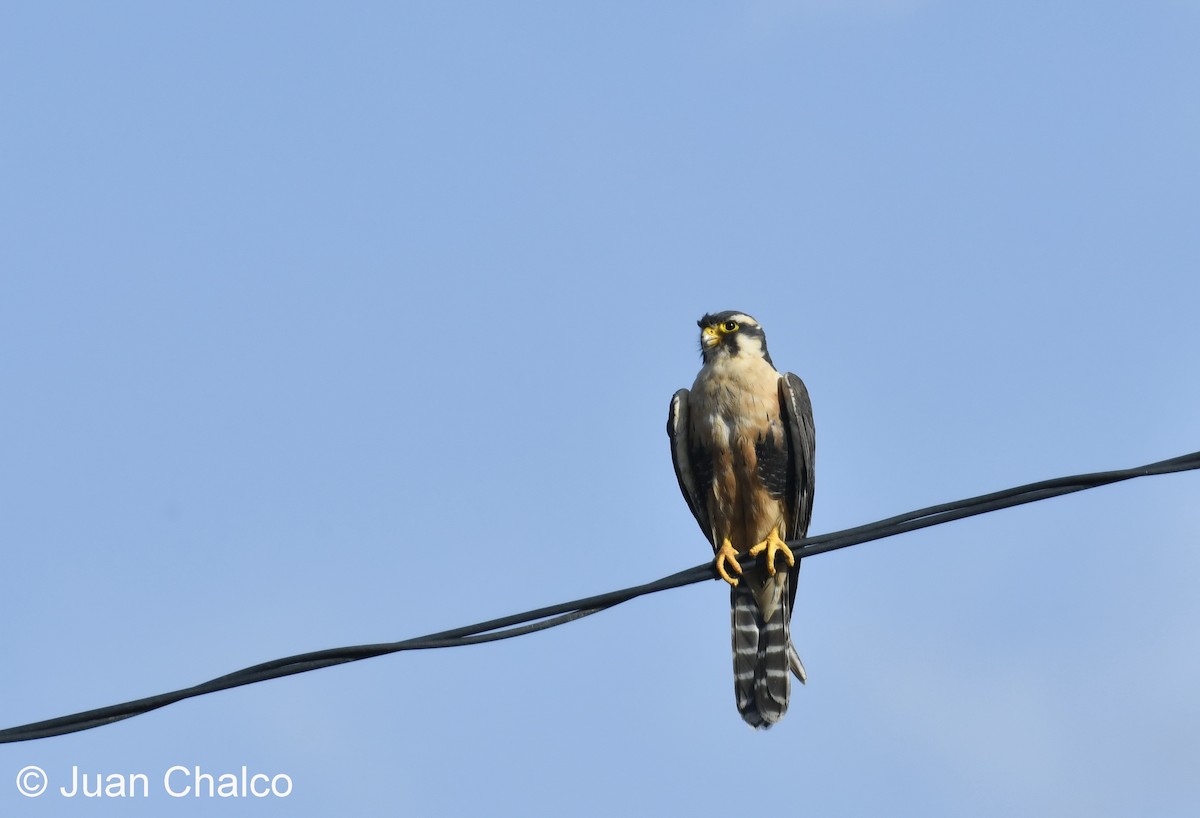 Aplomado Falcon - ML614556817