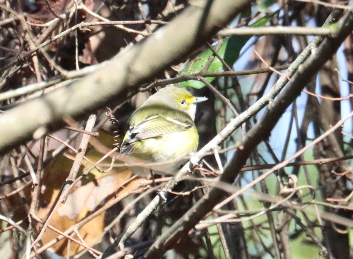 Vireo Ojiblanco - ML614556818