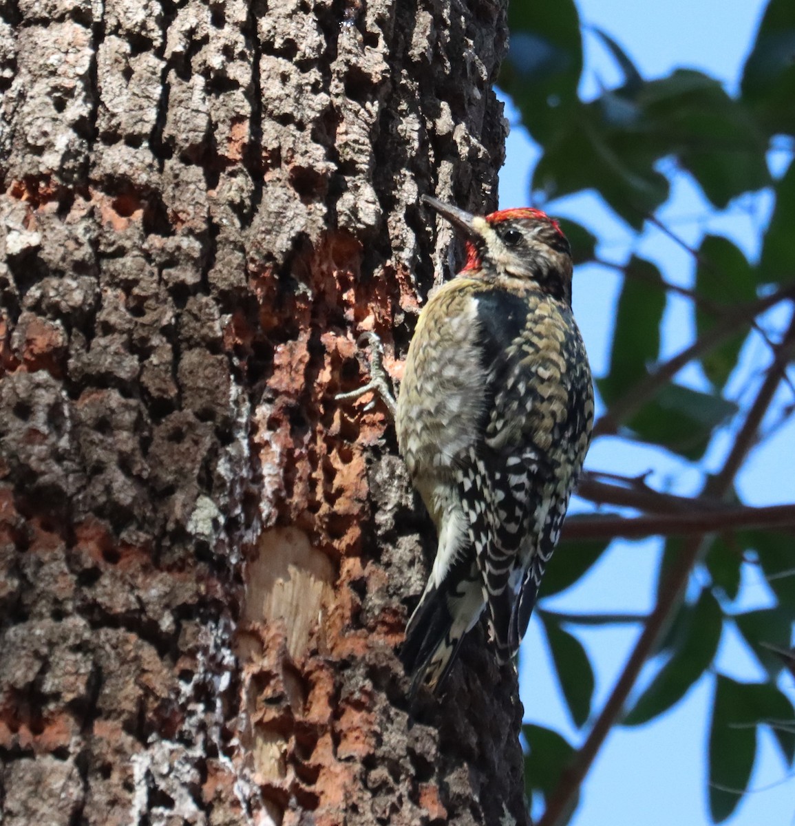 Yellow-bellied Sapsucker - ML614556820