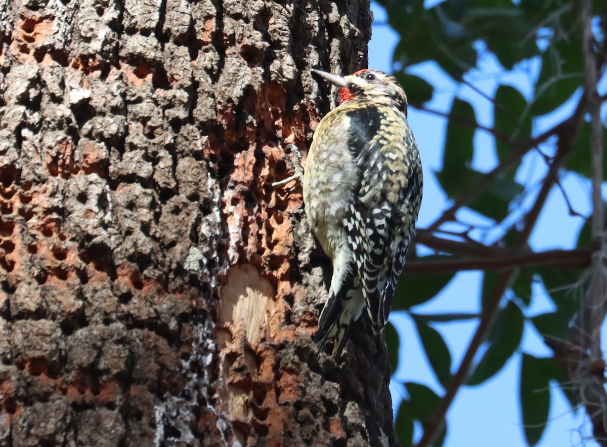 Yellow-bellied Sapsucker - ML614556822