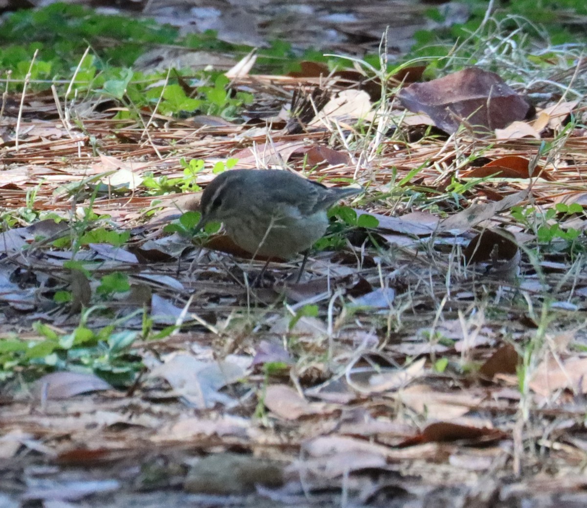 Palm Warbler - ML614556830