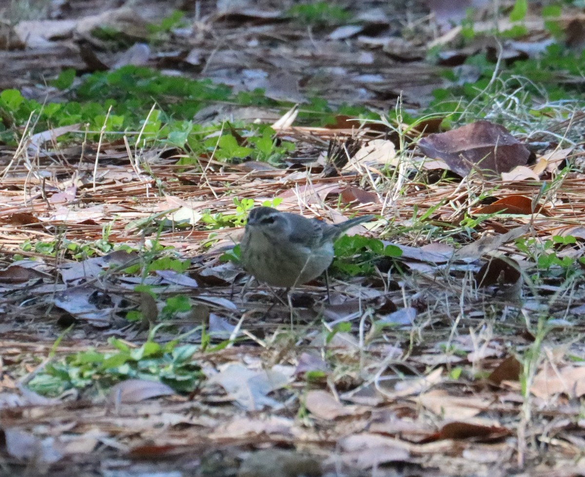 Palm Warbler - ML614556832