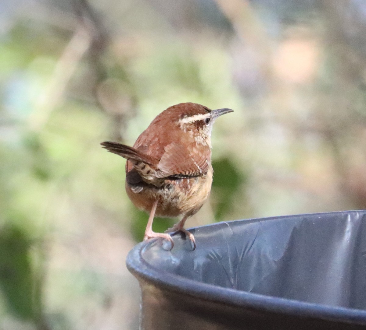 Carolina Wren - ML614556833