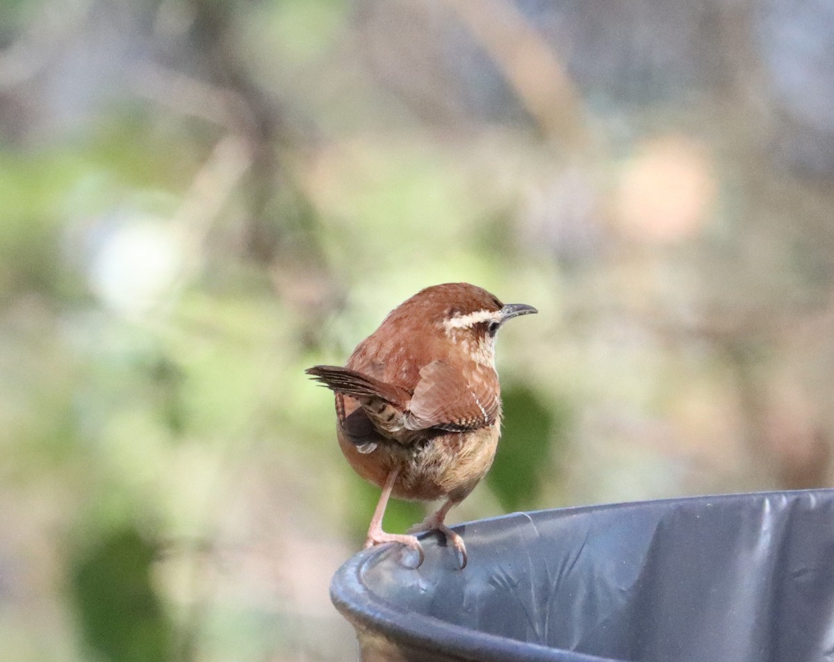 Carolina Wren - ML614556834