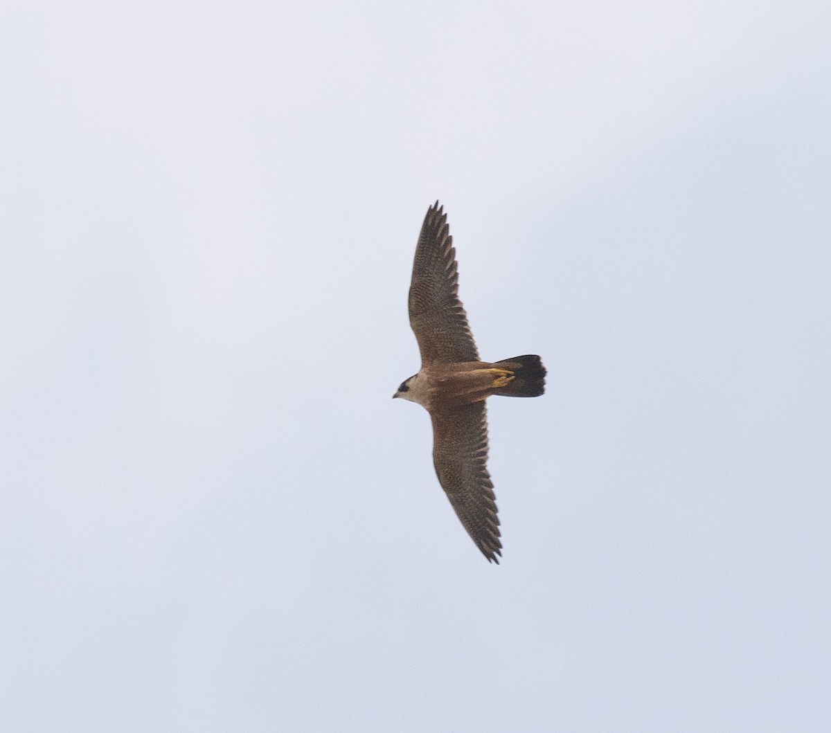 Peregrine Falcon (Shaheen) - ML614556903