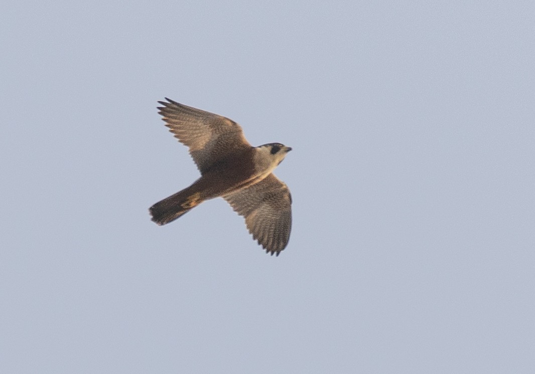 Peregrine Falcon (Shaheen) - ML614556904