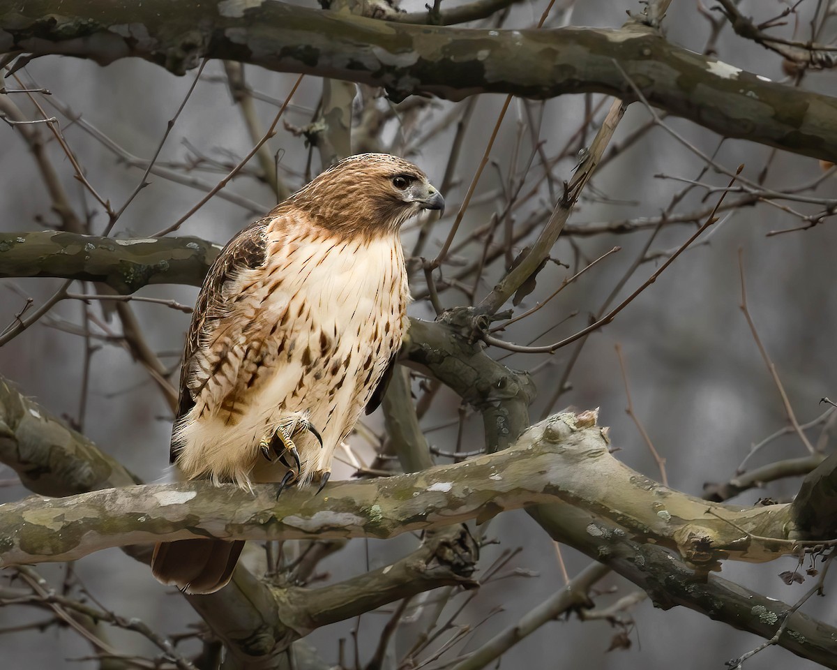 Red-tailed Hawk - ML614556932