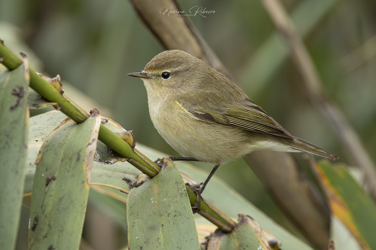 Common Chiffchaff - ML614556935