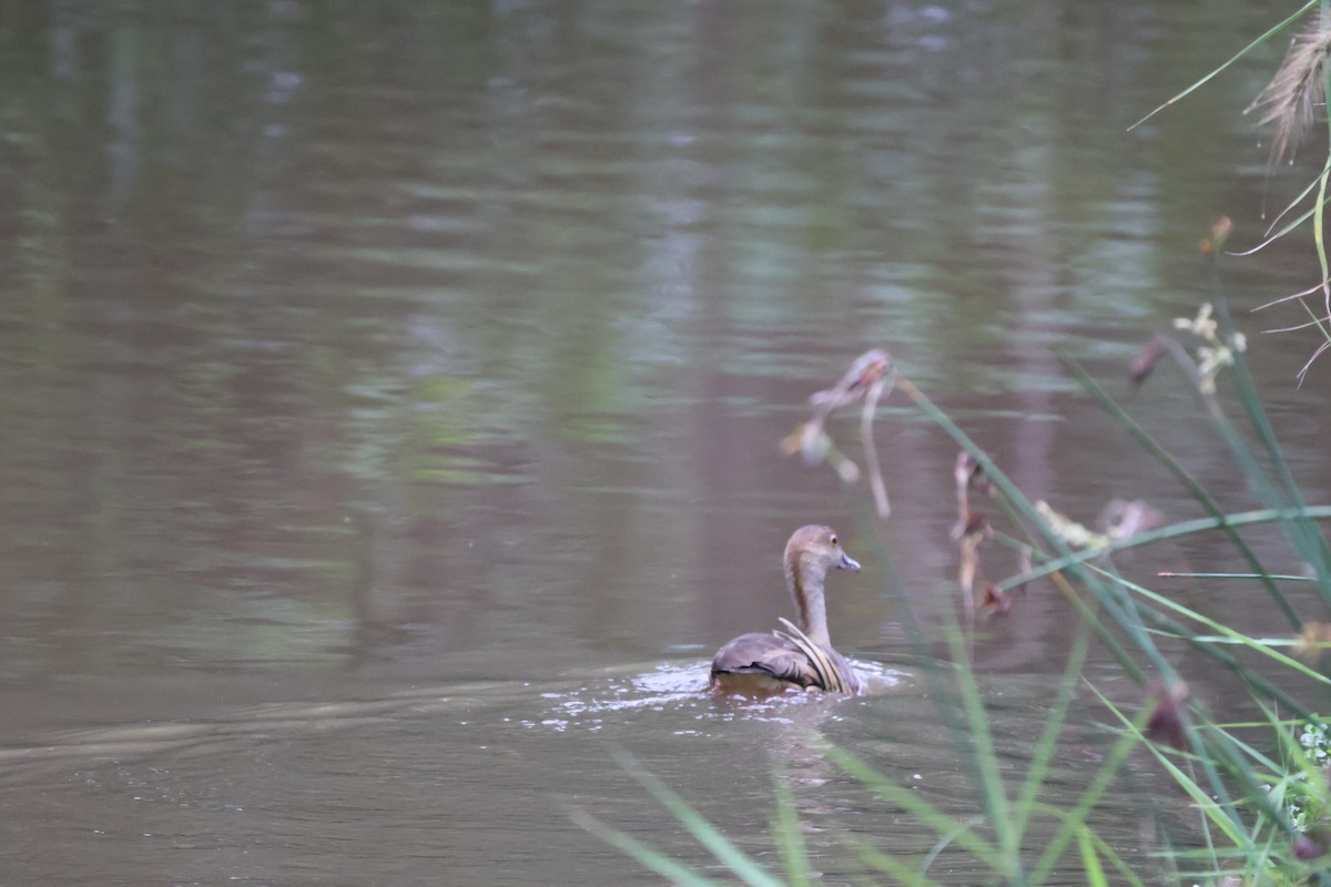 Plumed Whistling-Duck - ML614556947