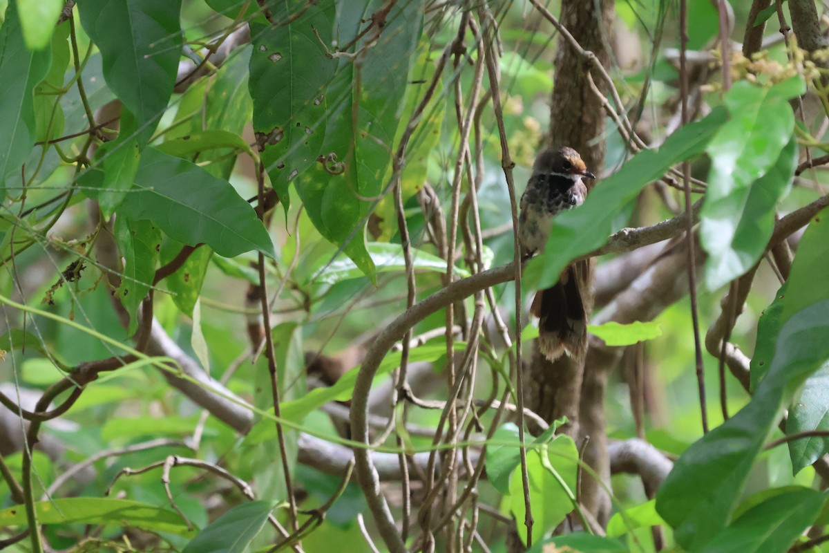 Australian Rufous Fantail - ML614556973