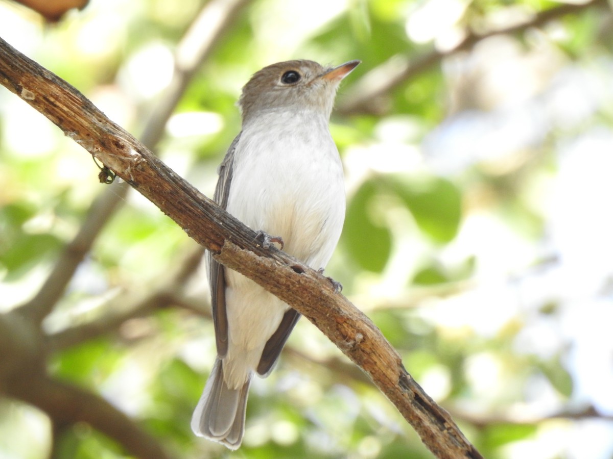 Asian Brown Flycatcher - ML614556987