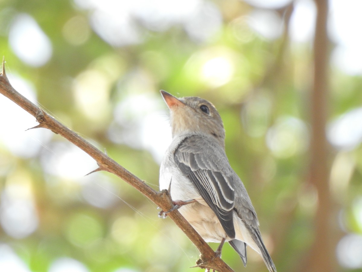 Asian Brown Flycatcher - ML614556992