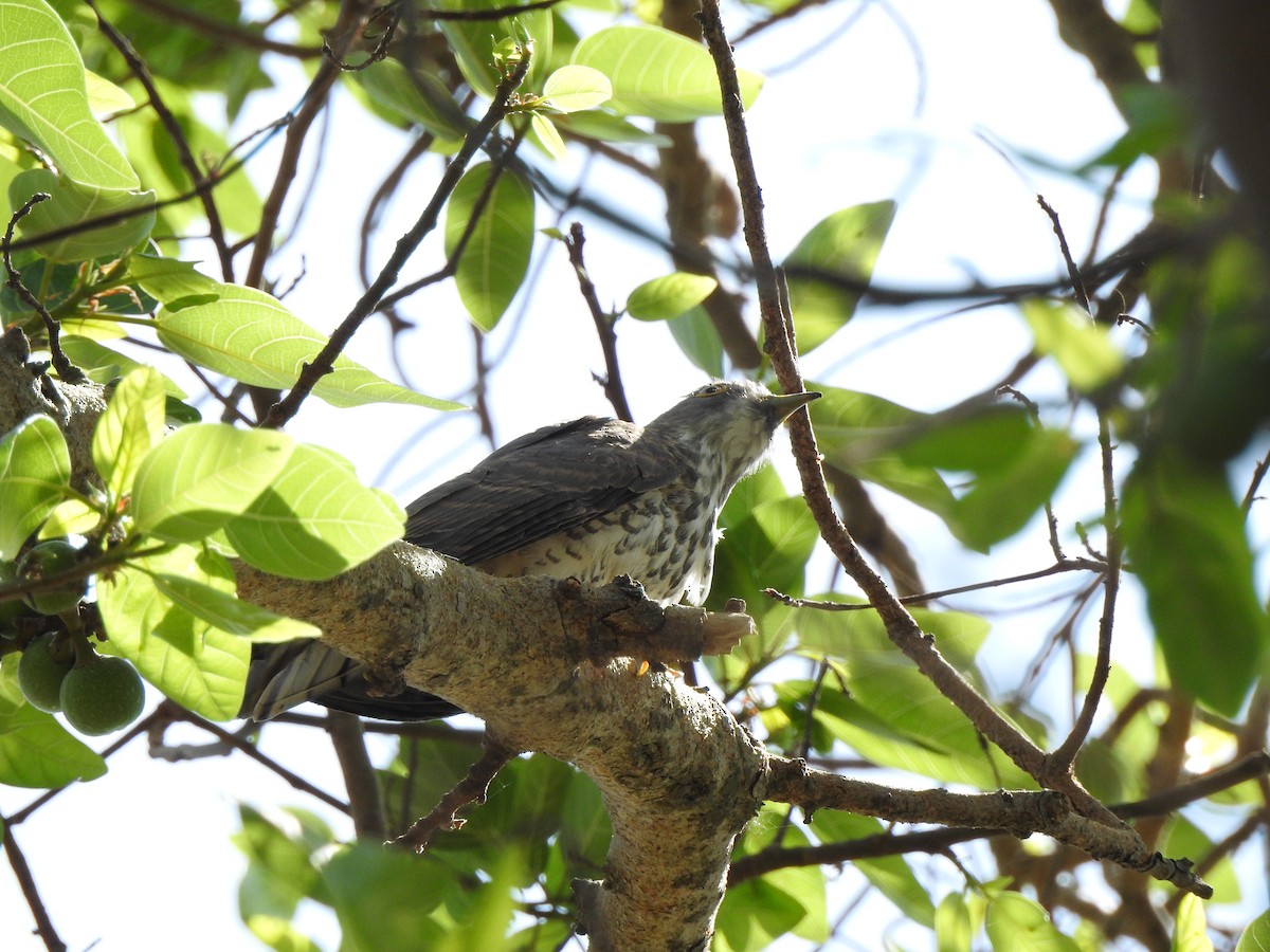 Common Hawk-Cuckoo - ML614557007