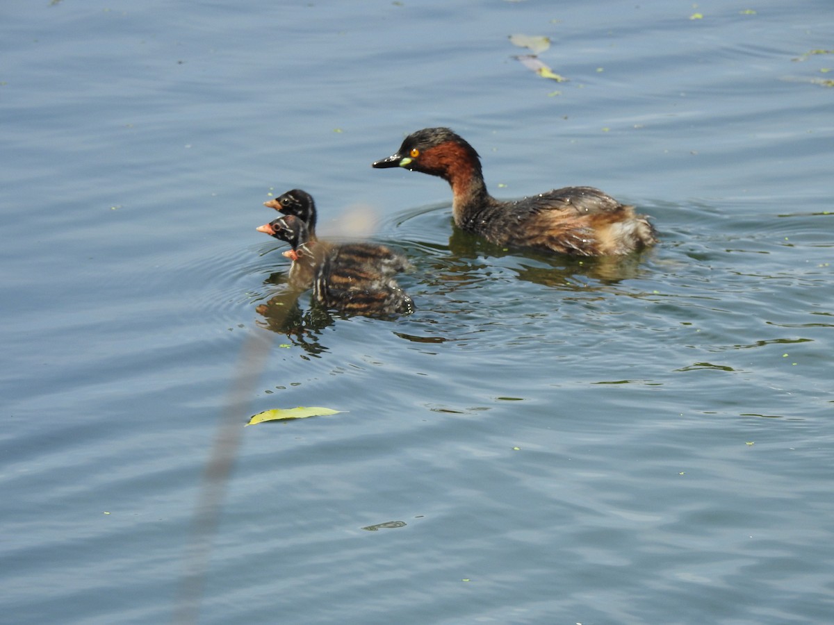 Little Grebe - ML614557010