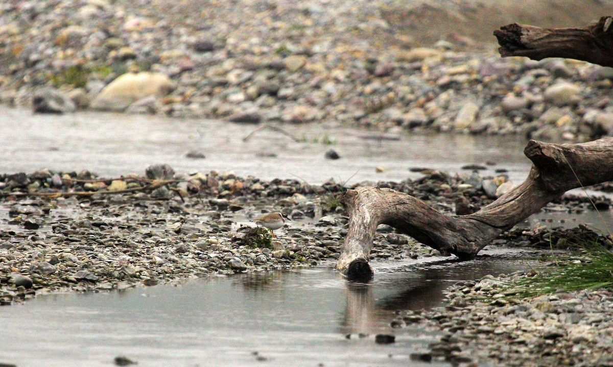 Long-billed Plover - ML614557173