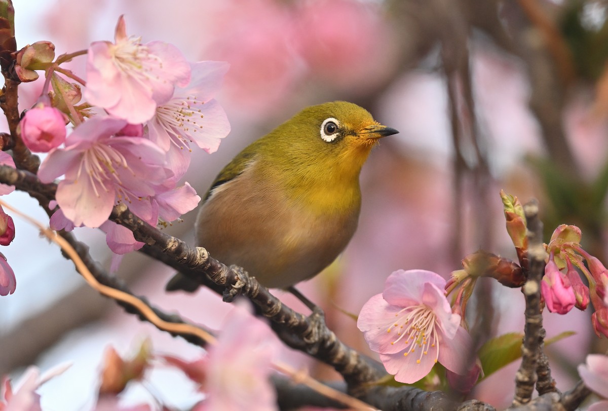 Warbling White-eye - ML614557192