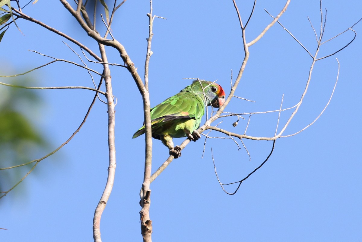 アカマユボウシインコ - ML614557195