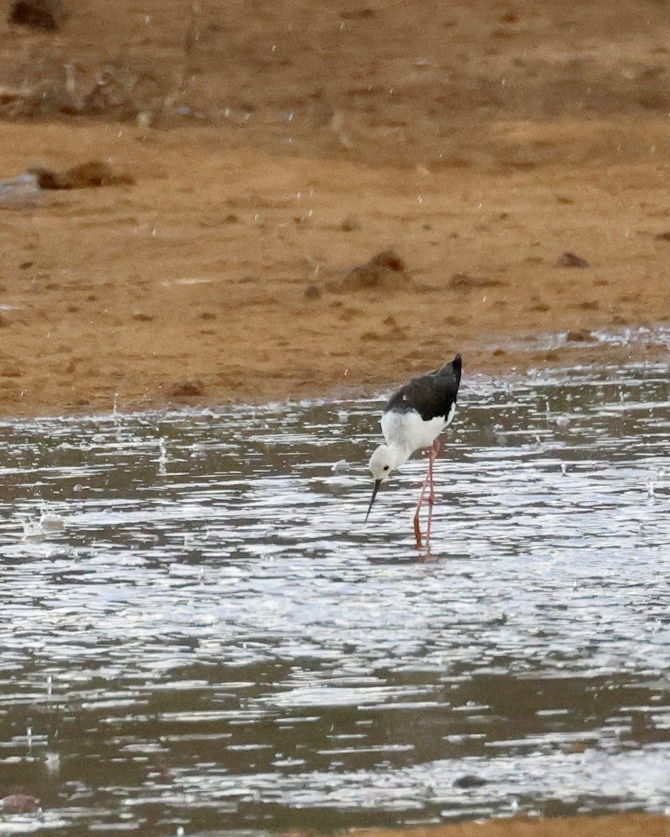 Black-winged Stilt - ML614557246