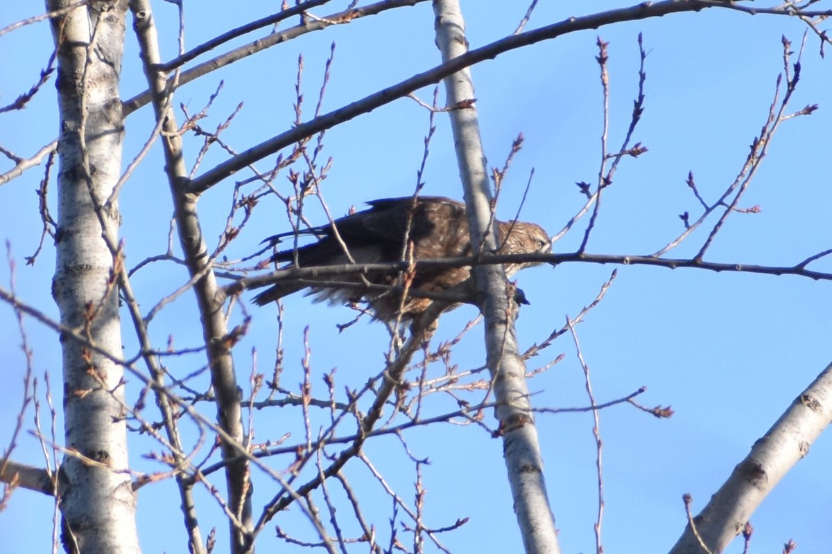 Common Buzzard - Aurora Varda