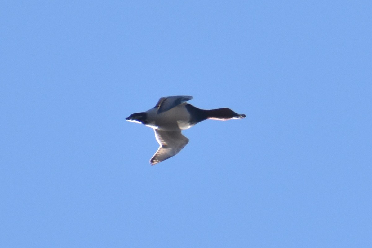 Common Pochard - ML614557262