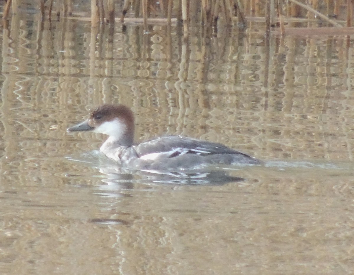 Smew - Mark Easterbrook