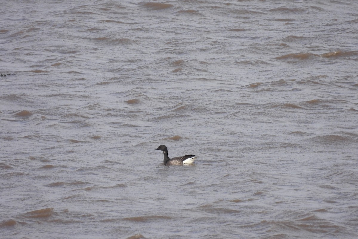 Brant (Atlantic) - ML614557299