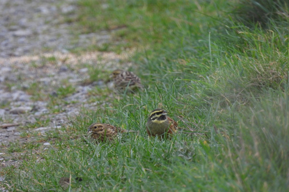 Cirl Bunting - ML614557304