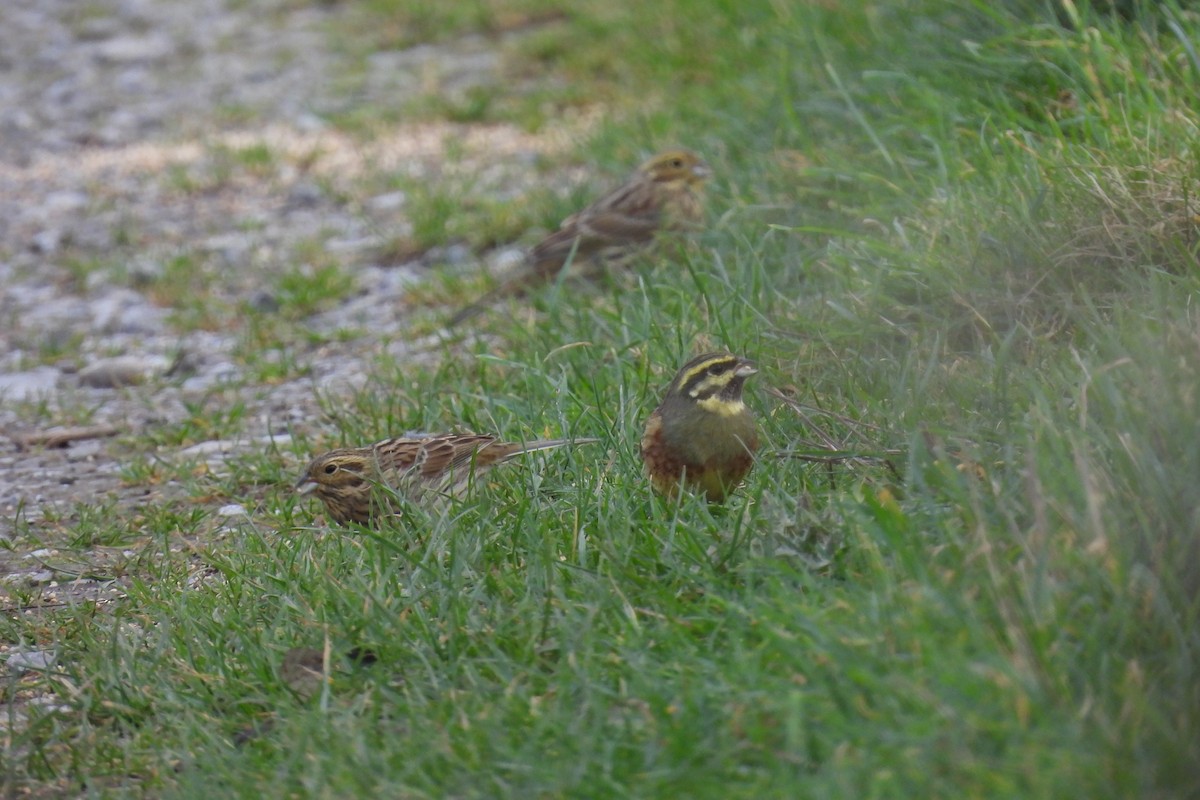 Cirl Bunting - Chris Waring