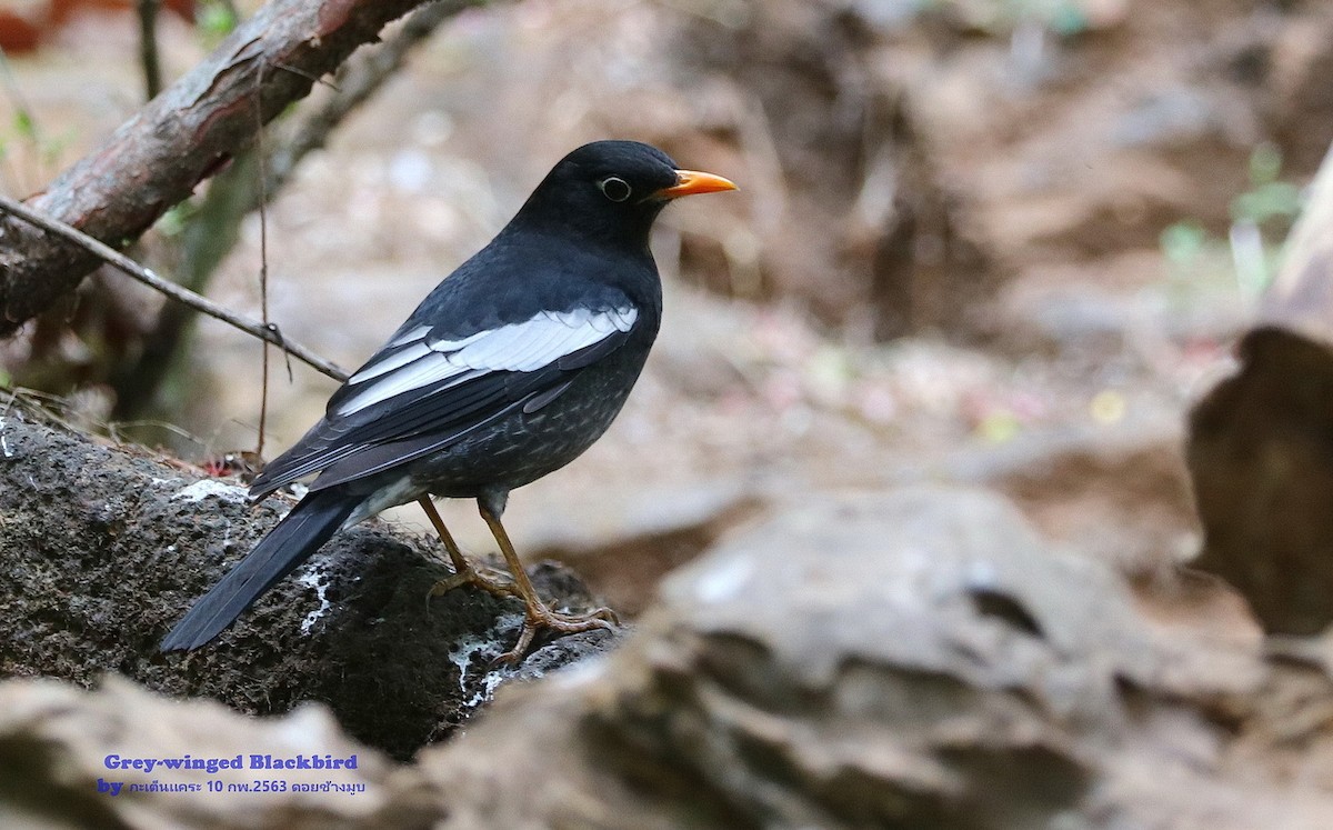 Gray-winged Blackbird - ML614557317