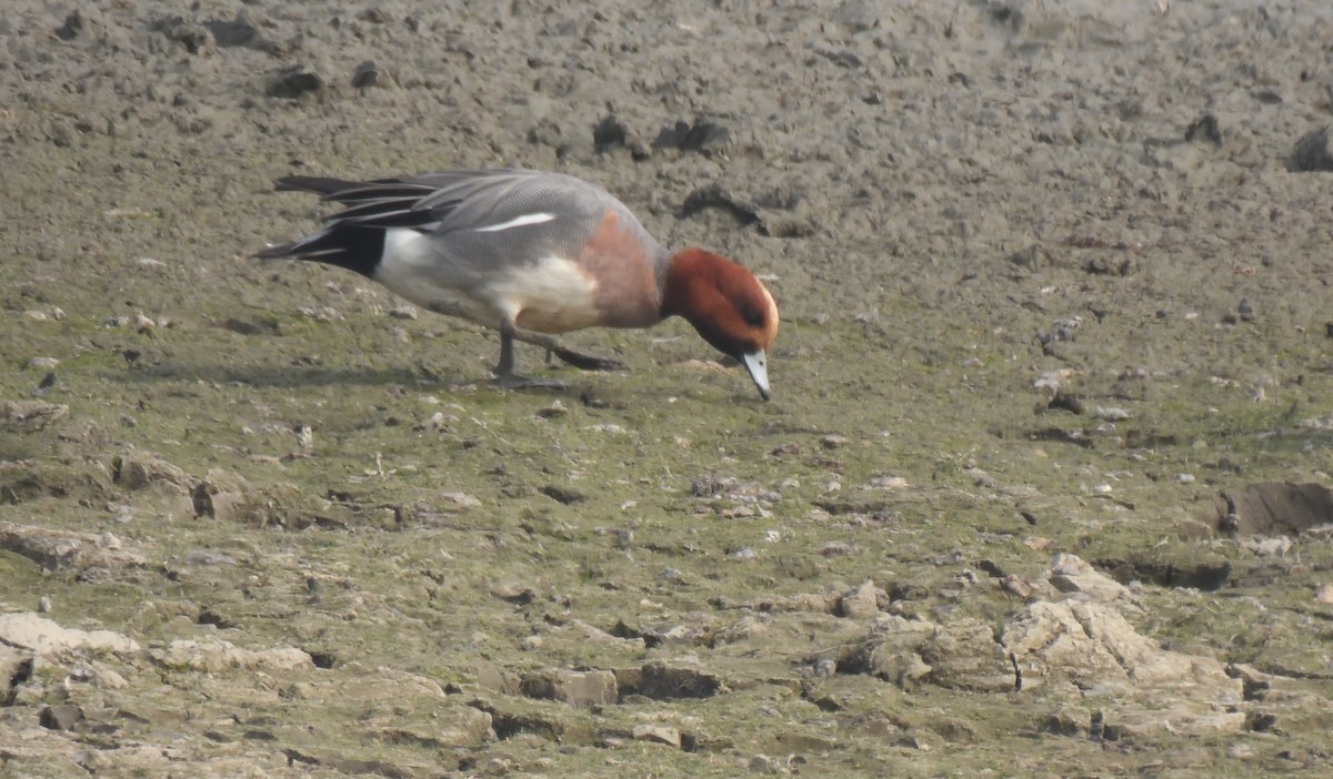 Eurasian Wigeon - Alok Bhave