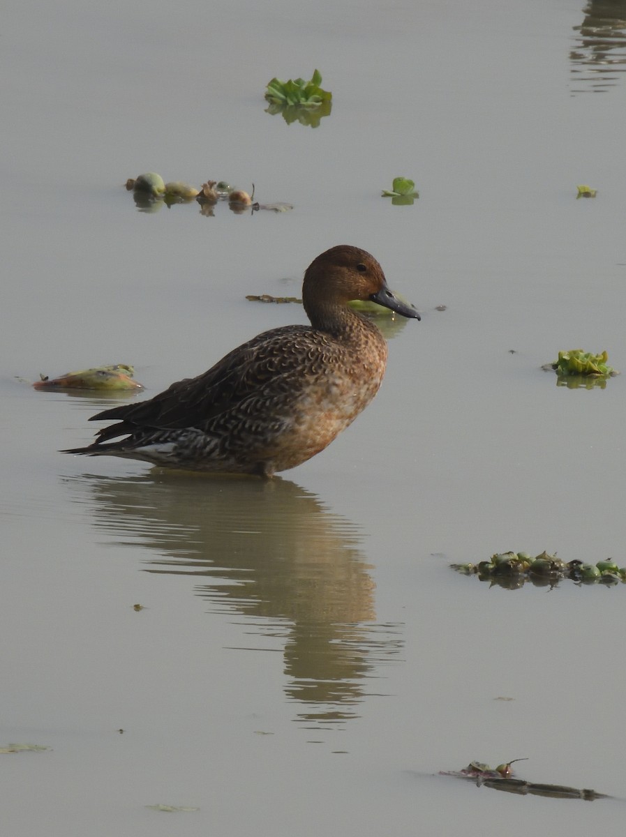 Green-winged Teal - Alok Bhave