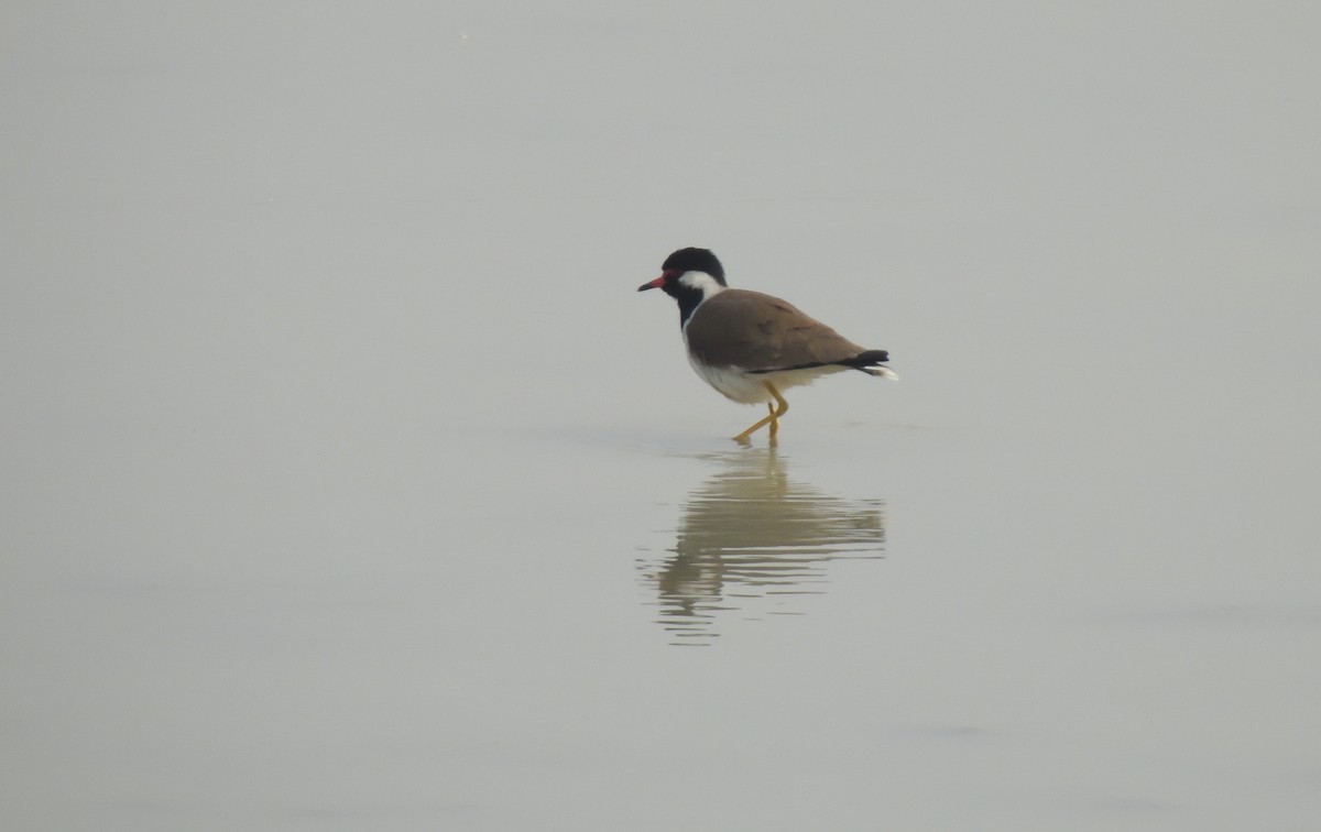 Red-wattled Lapwing - ML614557379