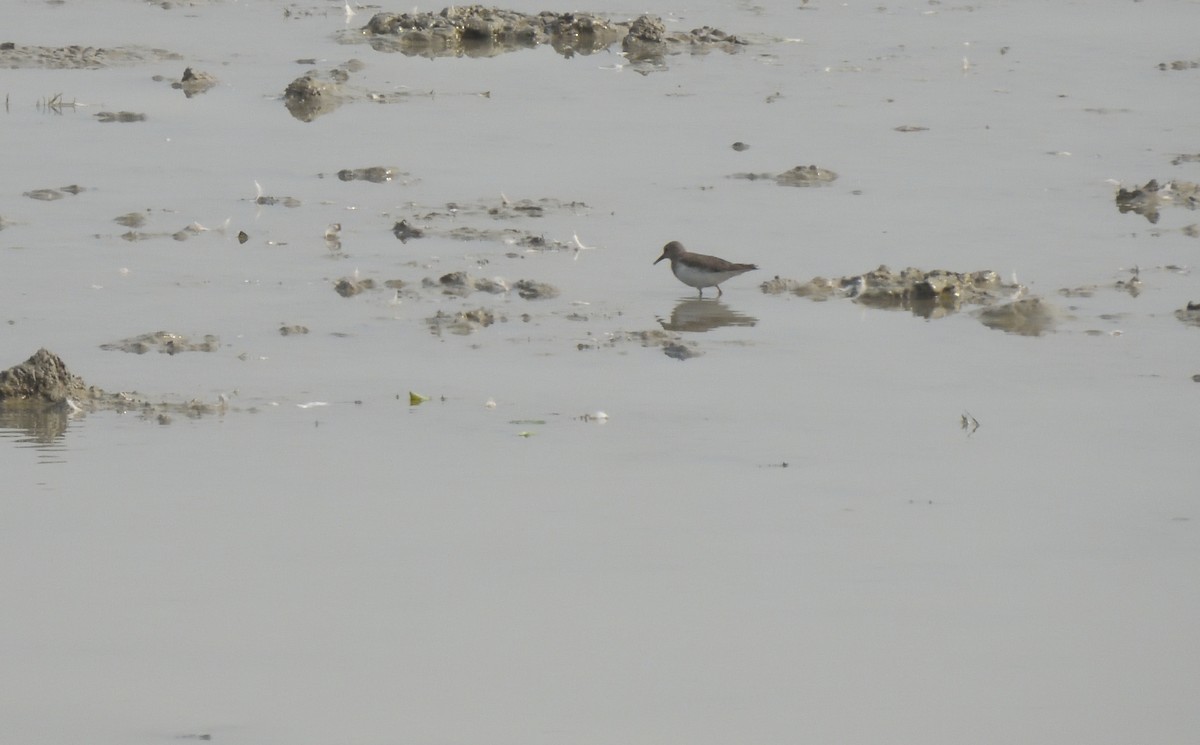 Temminck's Stint - ML614557382