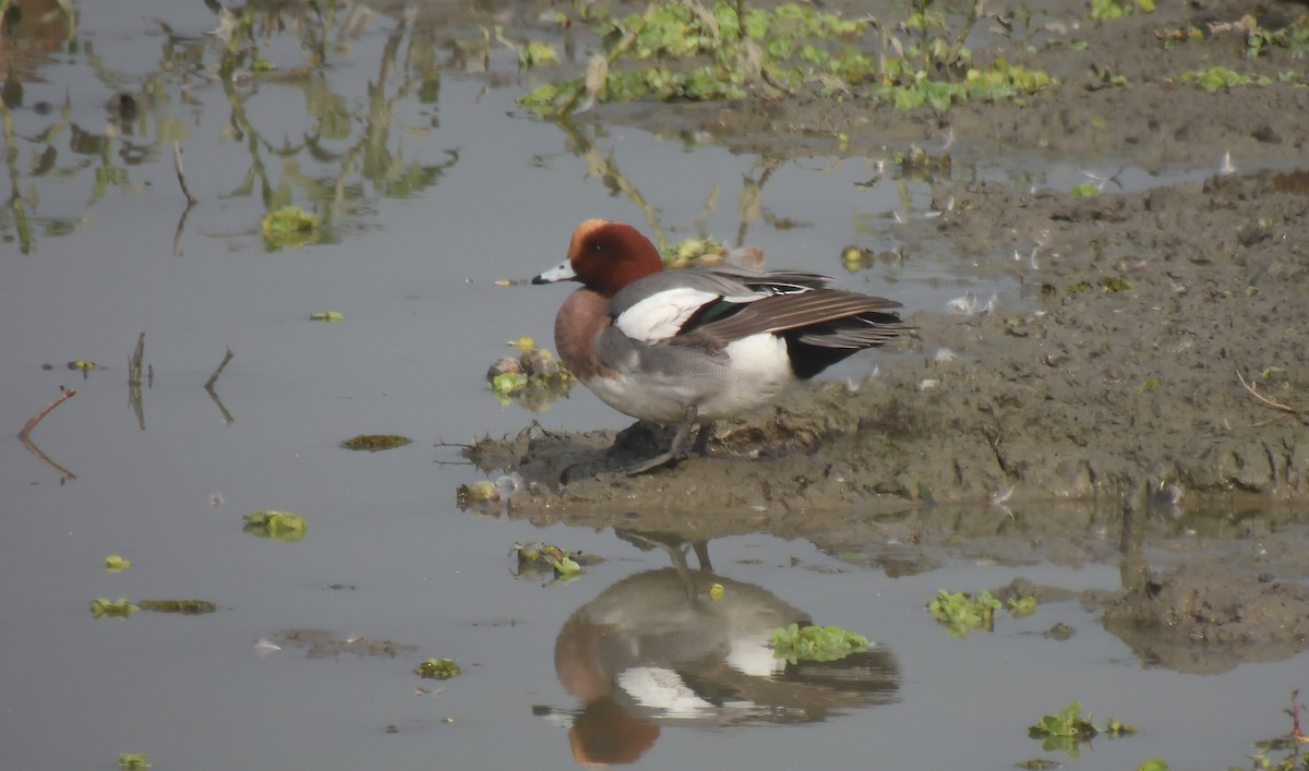 Eurasian Wigeon - ML614557386