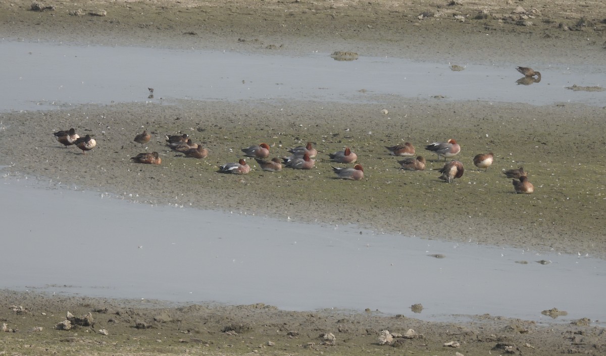 Eurasian Wigeon - ML614557387