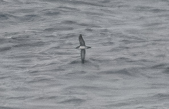 Pink-footed Shearwater - ML614557388