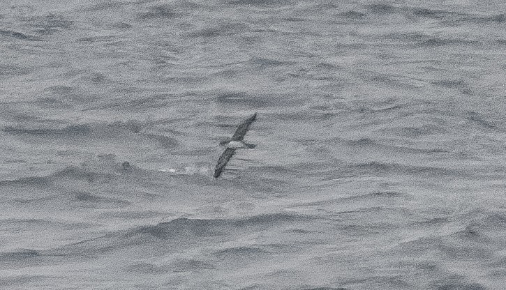 Pink-footed Shearwater - ML614557389
